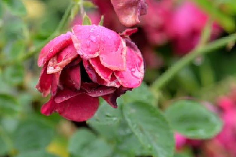 Rain Soaked Rose Red Rose Pink Rose Rain Rainfall Hd Wallpaper