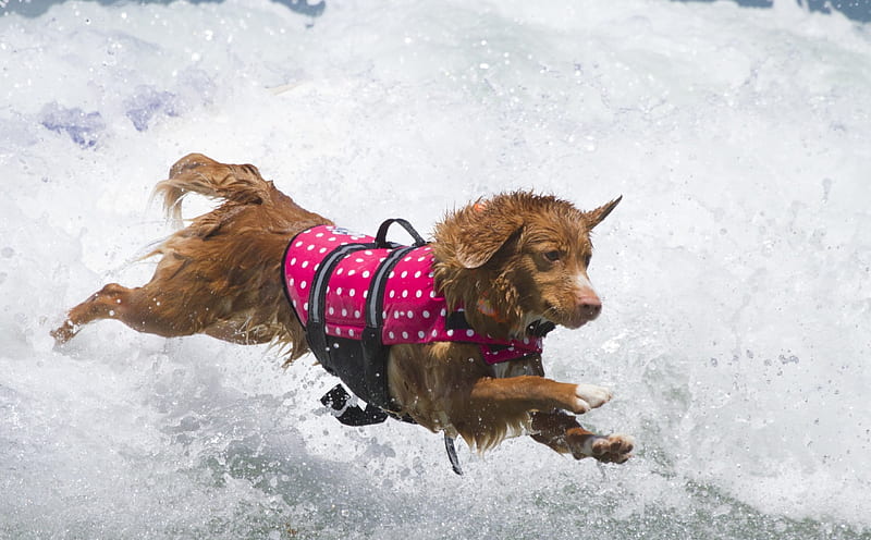 *** Dog running in the waves ***, running, waves, nimals, dog, animal, HD wallpaper