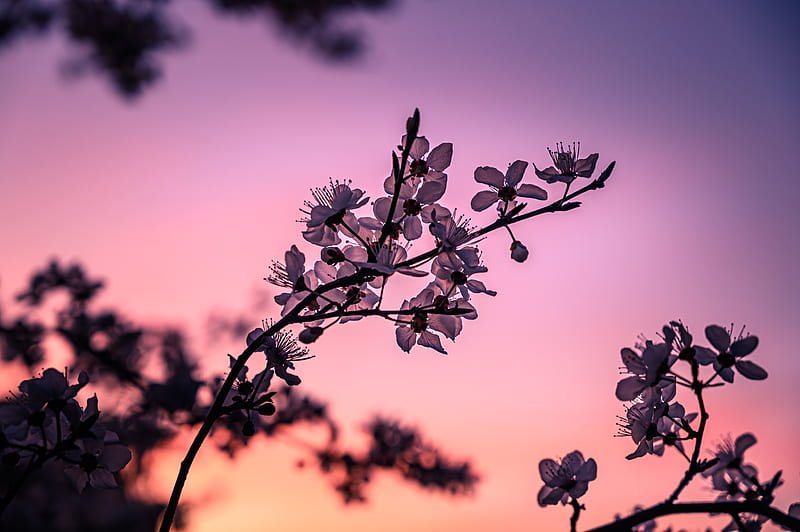 Silhouette of flowers during sunset, HD wallpaper | Peakpx