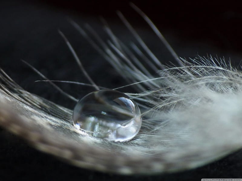 DROP ON A FEATHER drop, water, close up, bird, feather, macro, texture, nature, rain, white, HD wallpaper