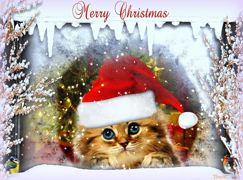 ★Christmas Kitty★, digital art, seasons, xmas and new year, greetings, manipulation, christmas kitty, animals, christmas, kitty, love four seasons, creative pre-made, cat, winter, hat, snow, winter holidays, weird things people wear, backgrounds, HD wallpaper