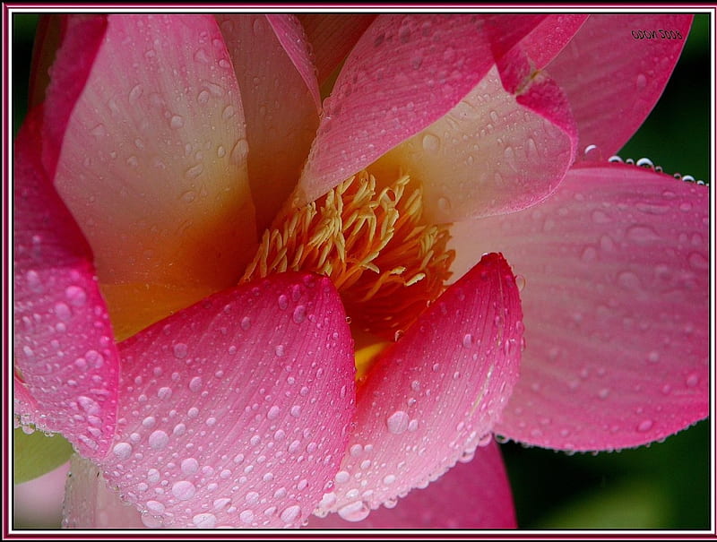 Emotions, dewdrops, lotus, droplets, raindrops, flower, nature, HD ...