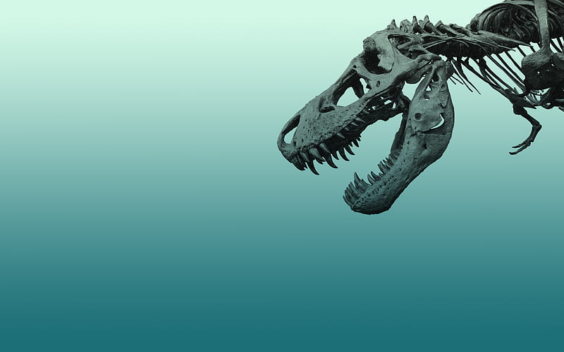 A Dinosaur skull , blue , dino, dinosaur , dinosaur, skull, blue, HD wallpaper