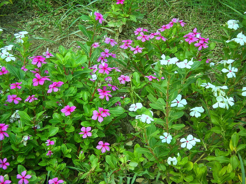 Sadabahar Or Periwinkle Flower Stock Photo - Download Image Now - Flower,  Horizontal, India - iStock