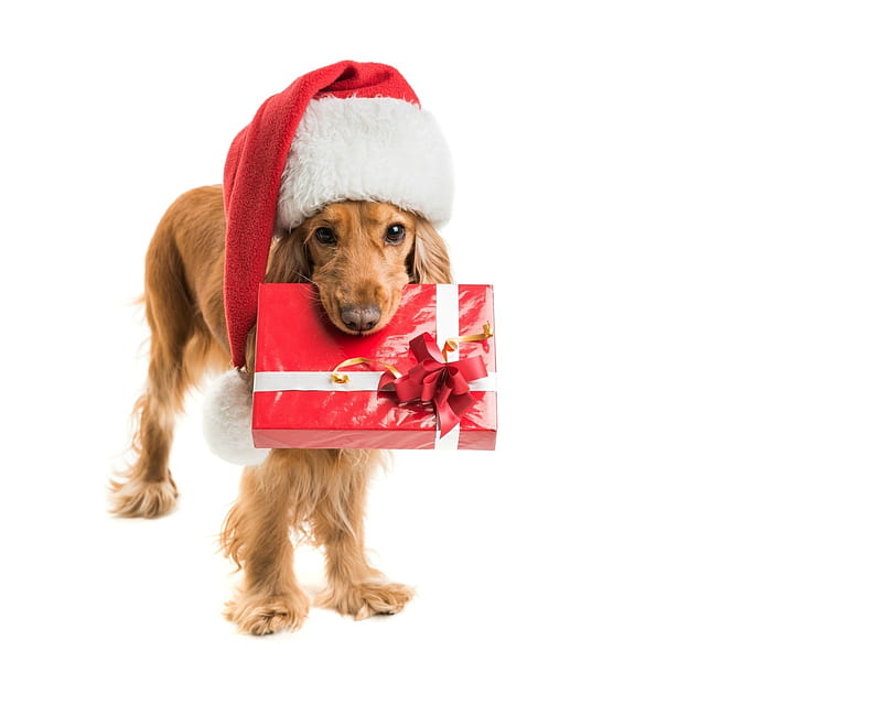 For you!, red, craciun, christmas, caine, gift, animal, hat, santa, funny, white, dog, HD wallpaper