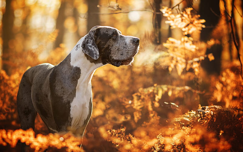 Great Dane, autumn, pets, forest, dogs, domestic dog, German Mastiff, Deutsche Dogge, Dogue Allemand, HD wallpaper