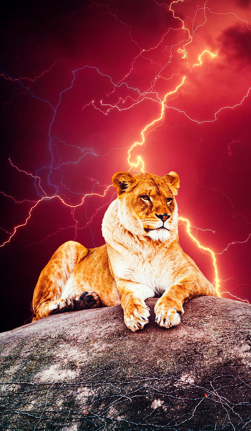 Lion Red Lightning, HI, animal, galatasaray, night, rock, sky, stone, HD phone wallpaper