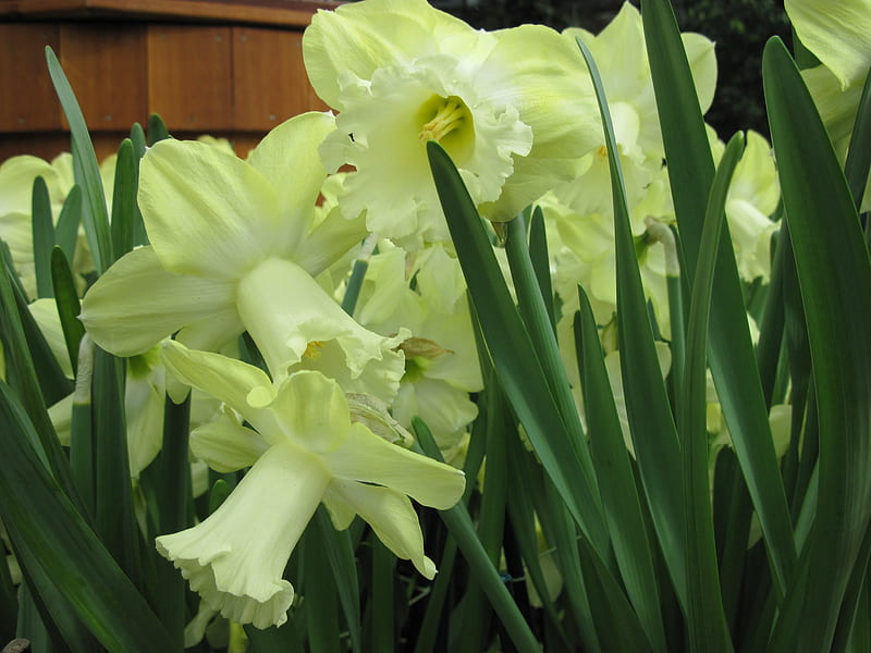 Portrait of Flowers 20, Daffodils, graphy, green, yellow, garden, Flowers, HD wallpaper