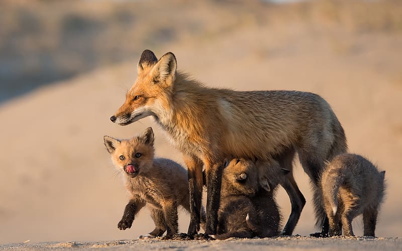 Desert, Fox, Blur, Animal, Baby Animal, HD wallpaper