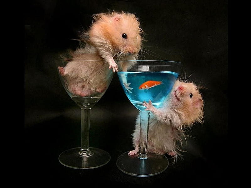 Two hamsters - funny, wine glasses, funny, Two hamsters, fish, HD wallpaper