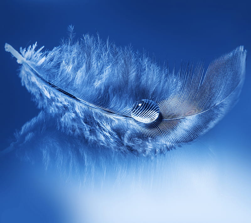 Feather, blue background, drop, water, HD wallpaper