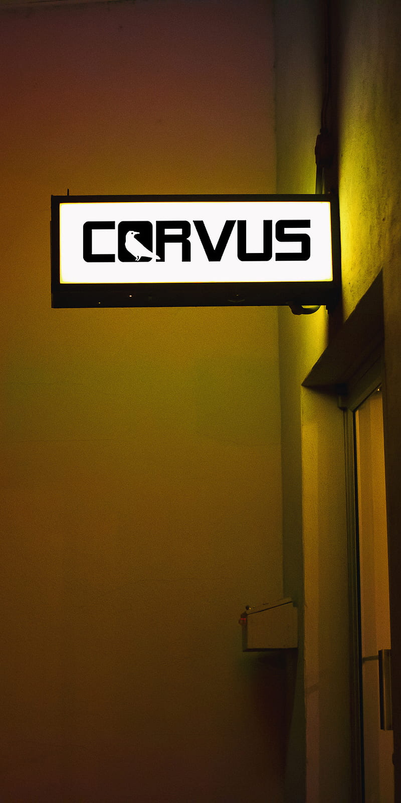 Corvus, funny, wall, HD phone wallpaper | Peakpx