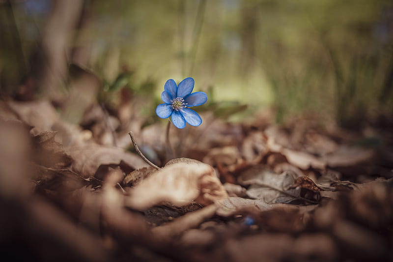 blue flower on brown dried leaves, HD wallpaper