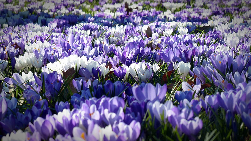 Violet White Crocus Garden Flowers Field Flowers, HD wallpaper