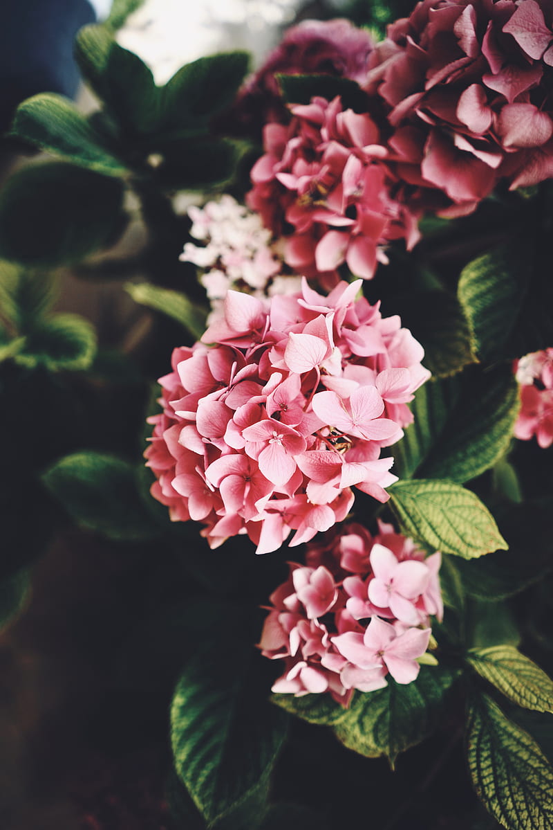 hydrangea, flowers, bloom, leaves, HD phone wallpaper