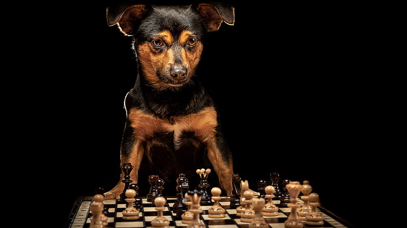 Chess Wallpaper [Red & Green] - Apricot Dog 🐕‍🦺's Ko-fi Shop