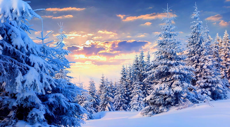 Fir trees, forest, sunset, snowy, sky, trees, cold, winter, snow, mountains sunrise, nature, fir, scene, landscape, HD wallpaper