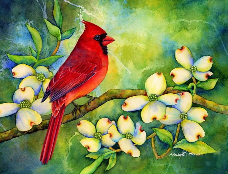 Cardinal on Dogwood, red, bird, painting, blossoms, spring, artwork, HD wallpaper