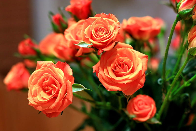 Bouquet of orange roses, pretty, bouquet, flowers, scent, bonito, roses, buds, fragrance, HD wallpaper