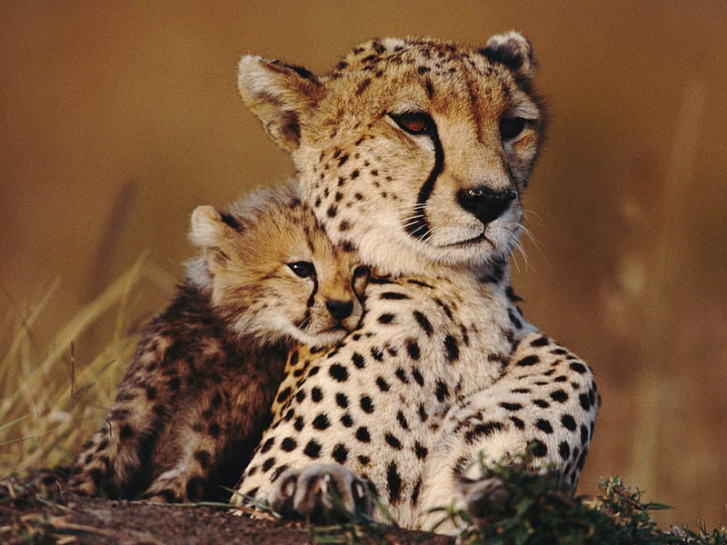 Sweet mother's love, cheetah, love, cub, mother, baby, animal, HD wallpaper