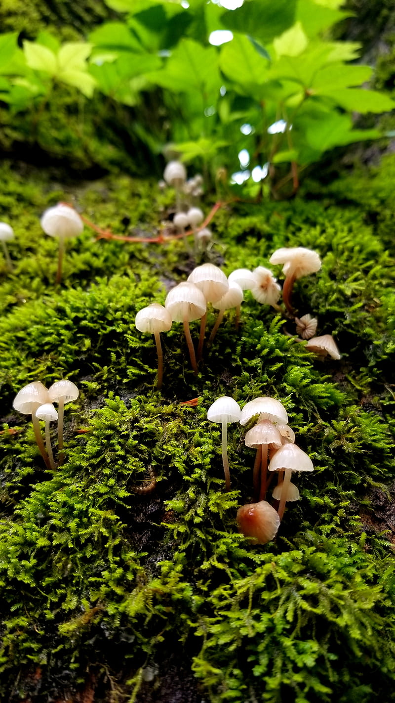 Mountain Mushrooms, forest, moss, mushroom, nature, outdoors, tree, HD phone wallpaper