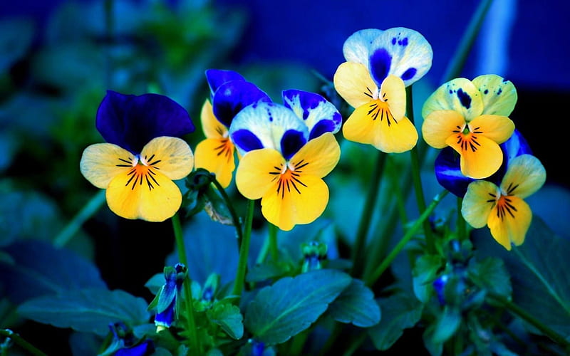 Blue And Yellow Flowers-, HD wallpaper
