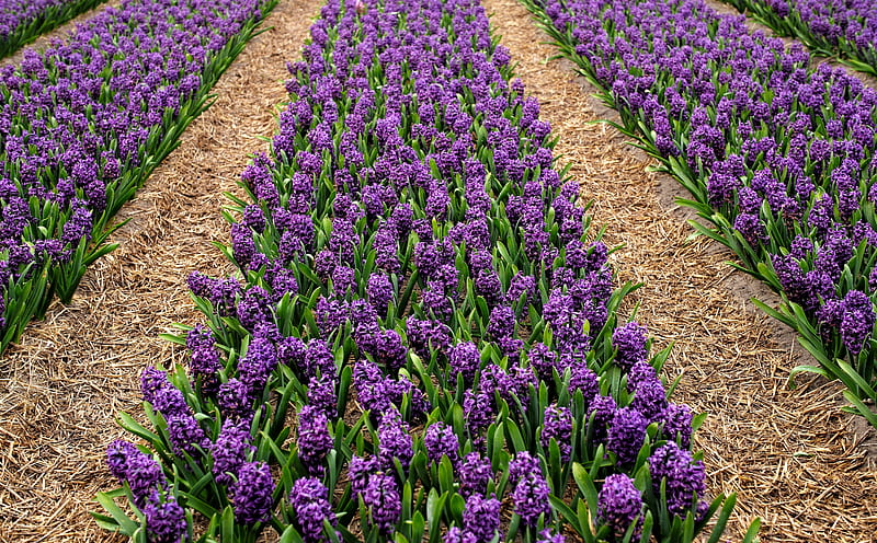 Purple Hyacinth Field, Spring Ultra, Nature, Flowers, Purple, Spring, Farm, Field, Netherlands, Holland, Europe, Fields, Hyacinths, Agriculture, Leica, dutch, Rows, summilux, HD wallpaper