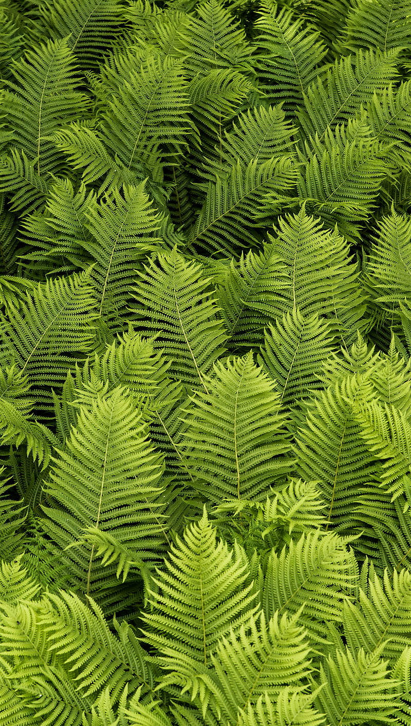 Greenery, colourful, ferns, green, lush, nature, simple, vibrant, HD phone wallpaper