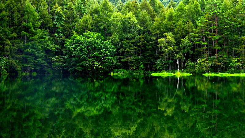 Beautiful Forest View With Reflection On Calm Body Of Water Forest, HD wallpaper