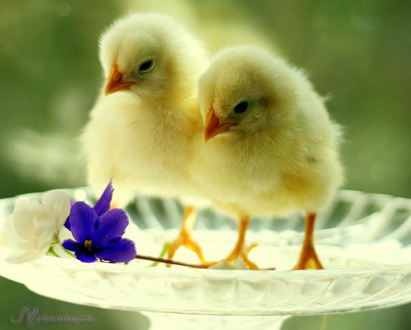 Soft And Fluffy, fuzzy, birdbath, baby chickens, flower, yellow, soft, violet, chicks, HD wallpaper