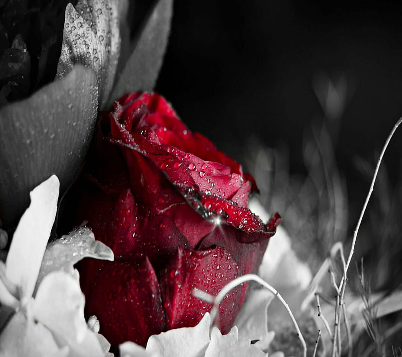 red rose, roes, HD wallpaper