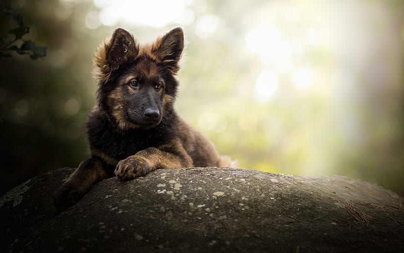 German Shepherd, stone, bokeh, cute animals, pets, puppy, dogs, German Shepherd Dog, HD wallpaper