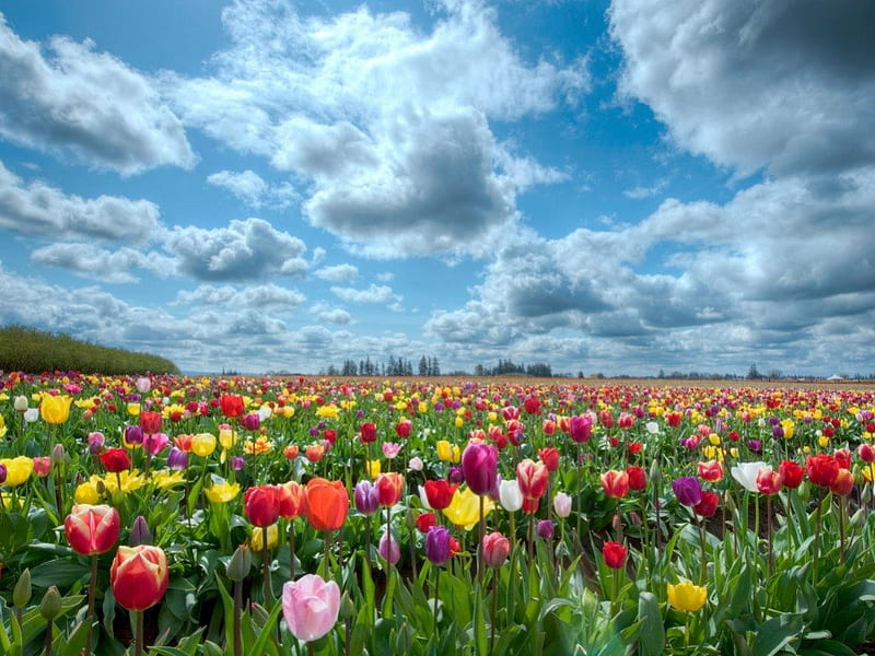 Tulips meadow, colourful, flowers, tulips, clouds, sky, field, meadow, HD wallpaper
