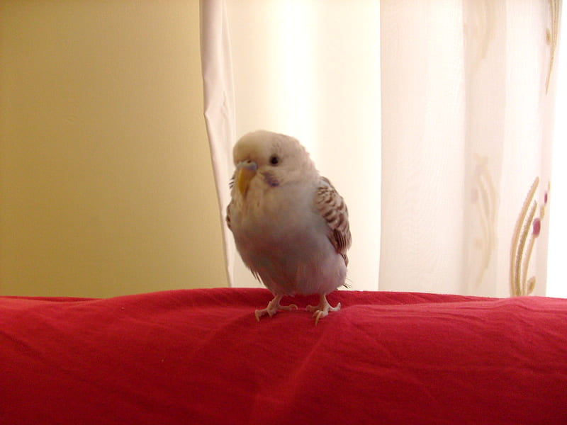 My cute budgie, lovebird, cute, pretty, bird, budgie, parakeet, parrot, HD wallpaper