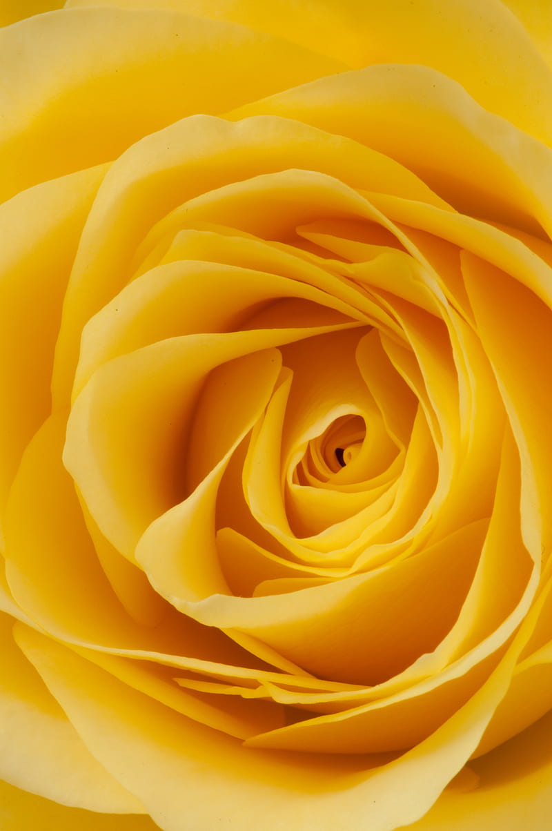 Yellow, bid, flowers, love, rose, roses, HD phone wallpaper | Peakpx