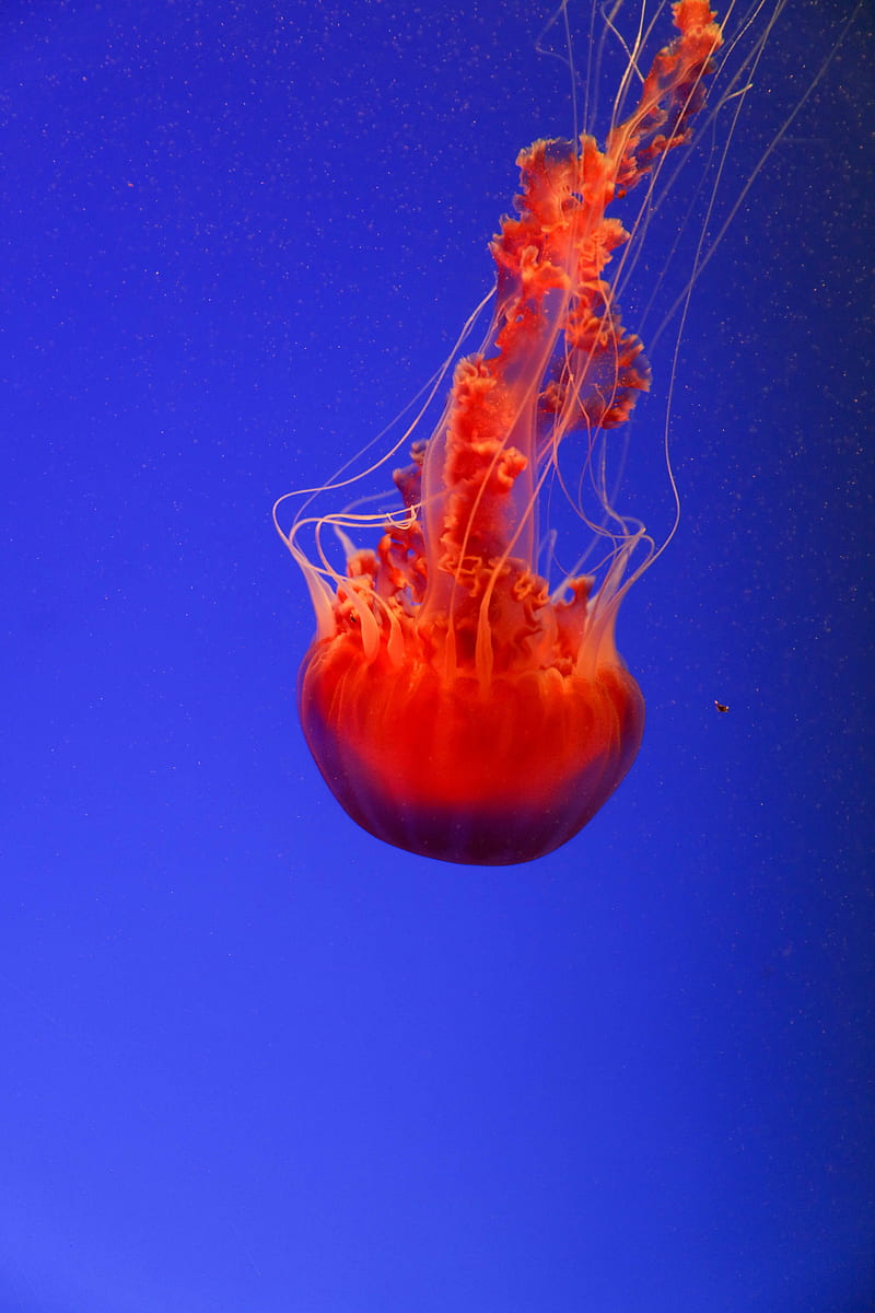 jellyfish, underwater world, orange, blue, red, HD phone wallpaper