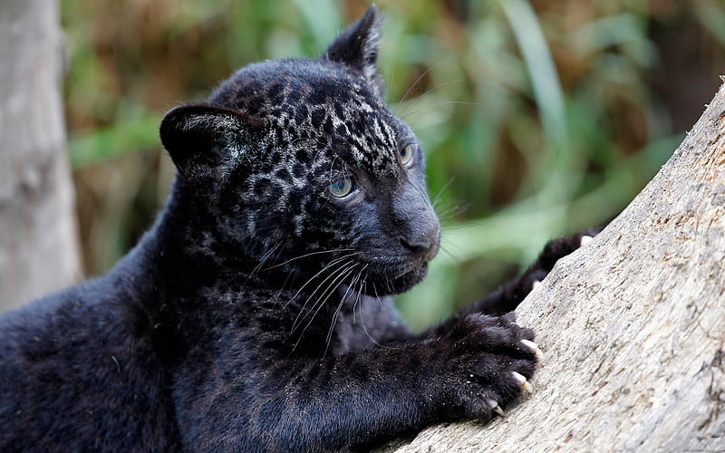 little panther, wildlife, predator, Black Panther, HD wallpaper