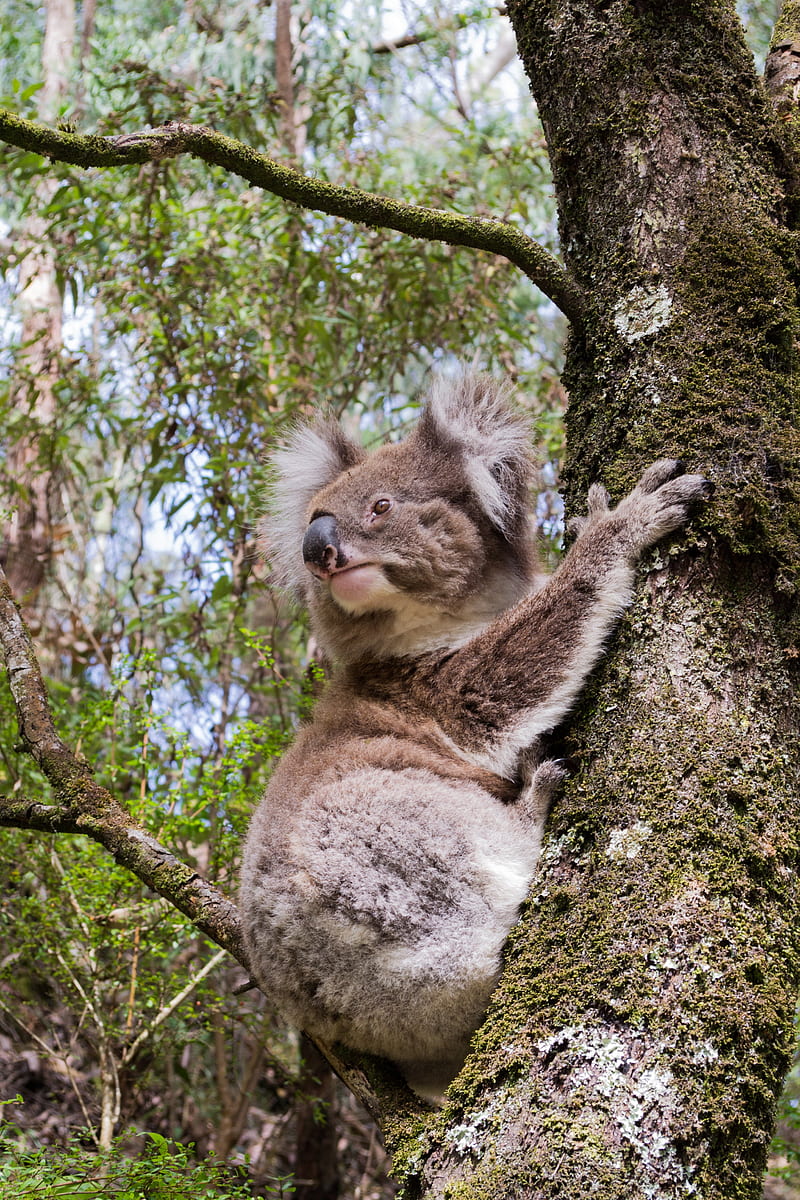 koalas, Australia, forest, nature, animals, HD phone wallpaper