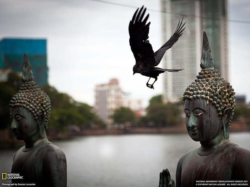 Buddhas and Bird Sri Lanka-National Geographic Travel, HD wallpaper