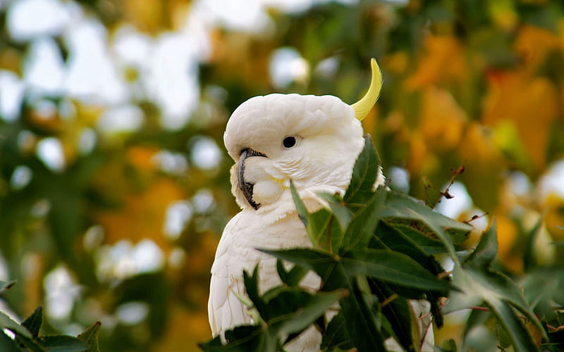 White cockatoo, umbrella cockatoo, white parrot, forest, wildlife, beautiful white bird, HD wallpaper