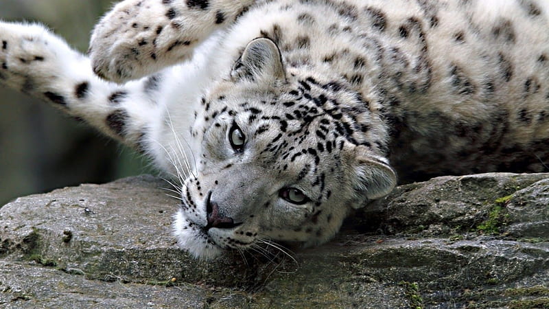 Lazy snow leopard, feline, wild, wildlife, cats, animals, wild animals, big cats, leopard, snow leopard, HD wallpaper
