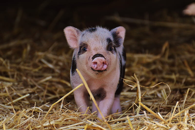 little piggy, pink piglet, funny animals, farm, piggy, pigs, HD wallpaper