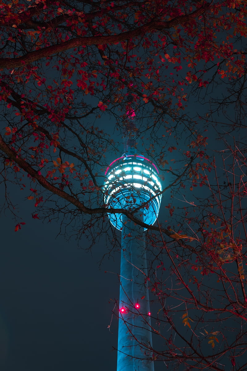tower, building, light, branches, night, HD phone wallpaper
