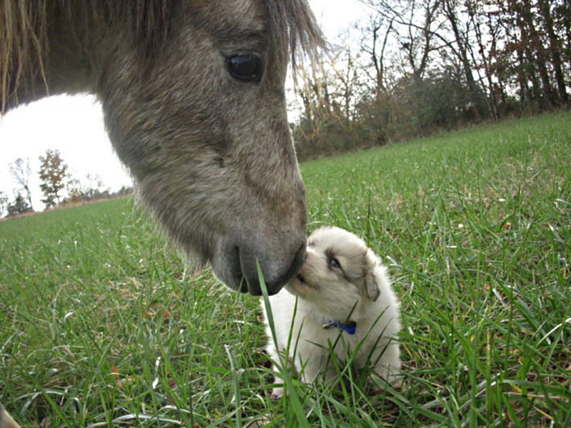 pup meets horse, sniffs, bushes, field, In, HD wallpaper