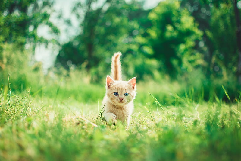 orange tabby kitten in grasses, HD wallpaper