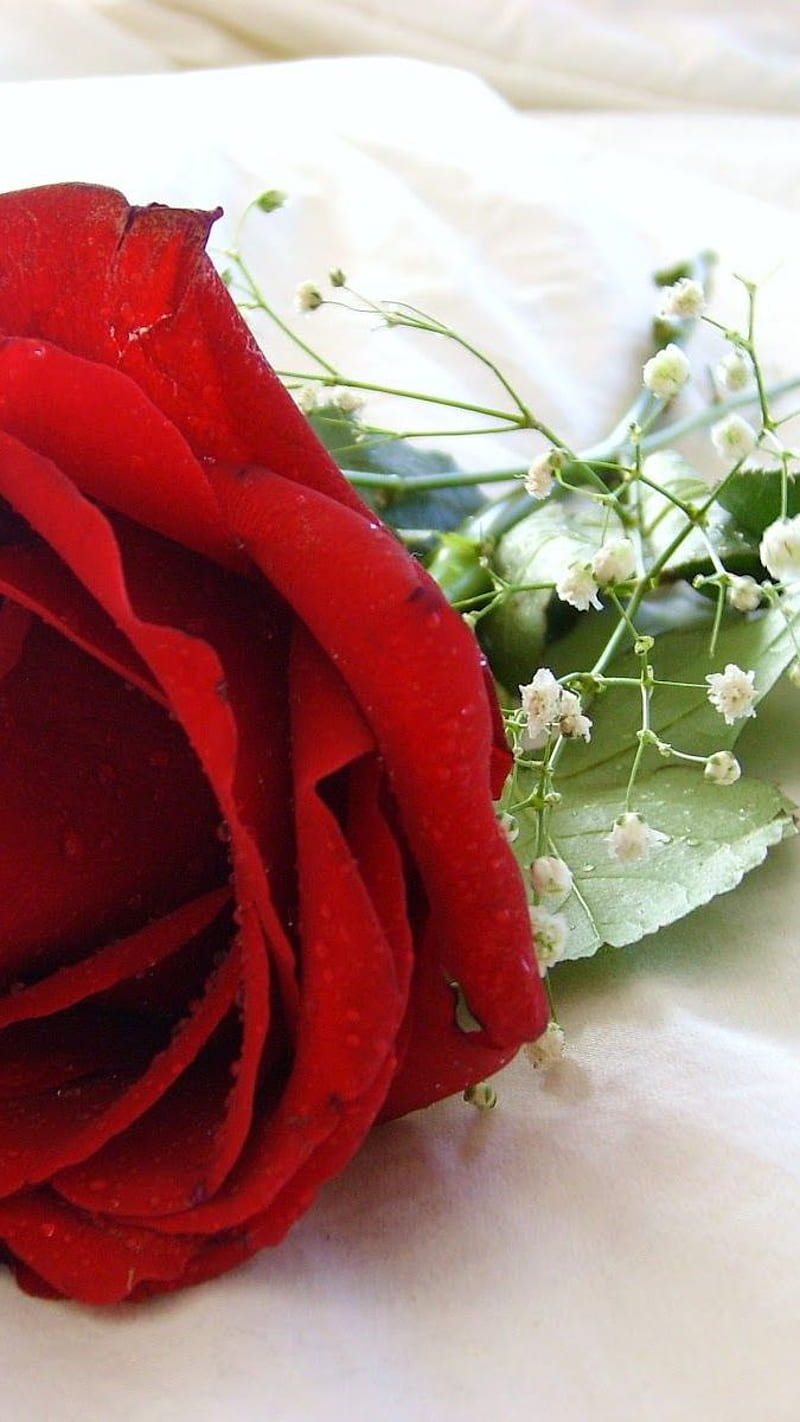 Red Rose , red rose, love, romantic, HD phone wallpaper