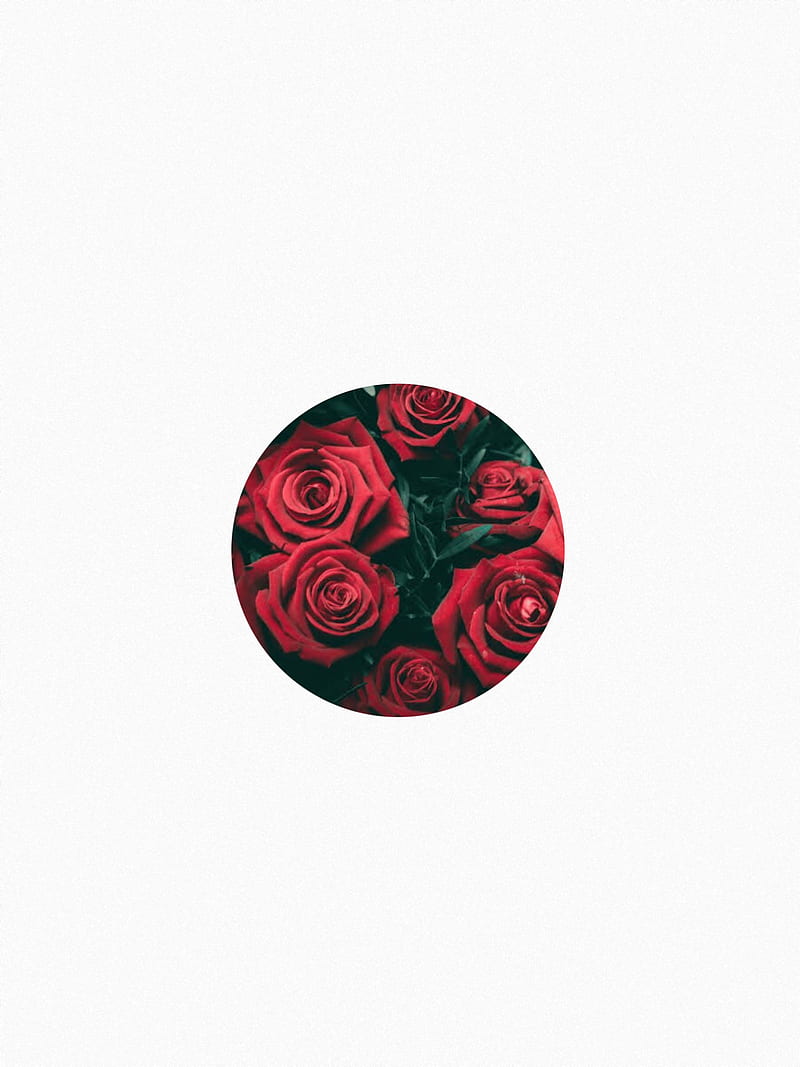 Roses Aesthetic Minimal Red Rose White Hd Phone Wallpaper Peakpx