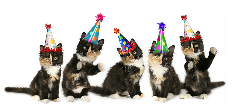 Happy Birtay!, cat, birtay, animal, sweet, hat, cute, party, funny, kitten, pisica, HD wallpaper