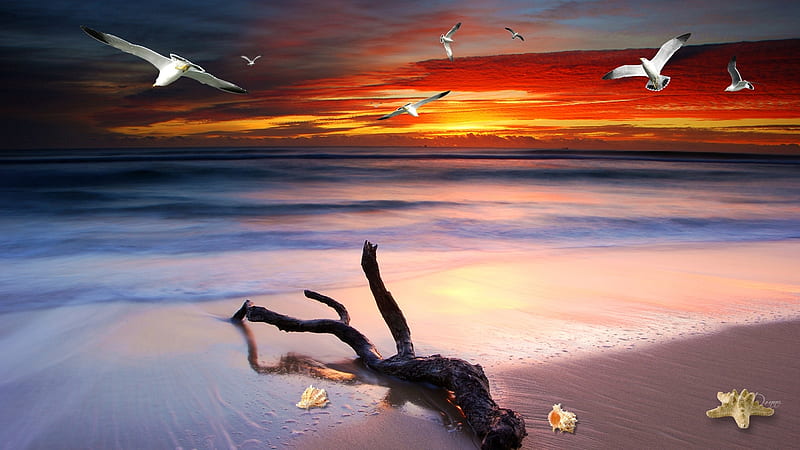 Dramatic Beach Sunset by MaDonna, beach, birds, sunset, gulls, Firefox Persona theme, sea, HD wallpaper