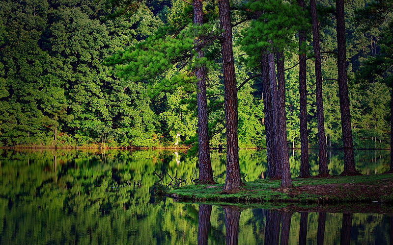 Green Forest, grass, background, nature, nice, multicolor, waterscape, paisage, wood, sunrays, bonito, leaves, roots, green, las, araucarias, scenery, forest, lakes, rzeka, maroon, tree, paisagem, nature, reflected, branches, scene, orange, scenario, splendor, jungle, forests, reflection, rivers, paysage, black, trees, pines, lagoons, panorama, water, cool, drzewa, awesome, hop, fullscreen, landscape, colorful, brown, gray, laguna, trunks, graphy, grove, mirror, amazing, multi-coloured, view, colors, eucalyptes, creek, lake, leaf, araucaries, plants, peaceful, colours, reflections, natural, HD wallpaper